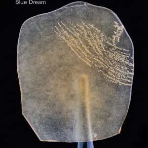 BALLER SLAB SHATTER – BLUE DREAM (5grams)