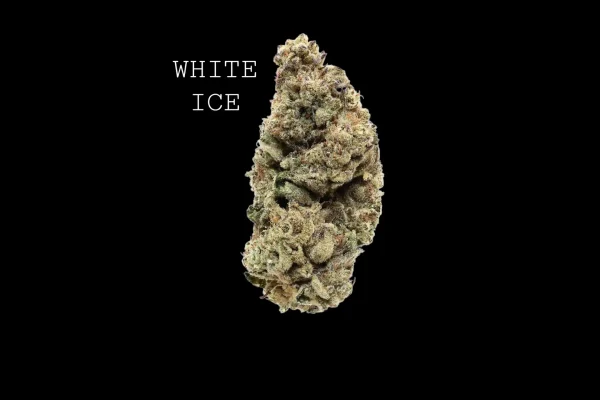 WHITE ICE - ON SALE!!!