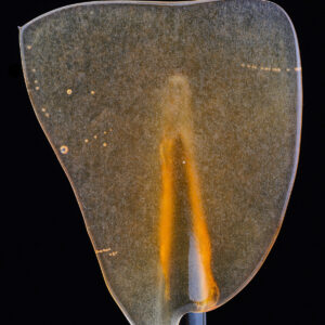 BALLER SLAB SHATTER – RED POP (5grams)