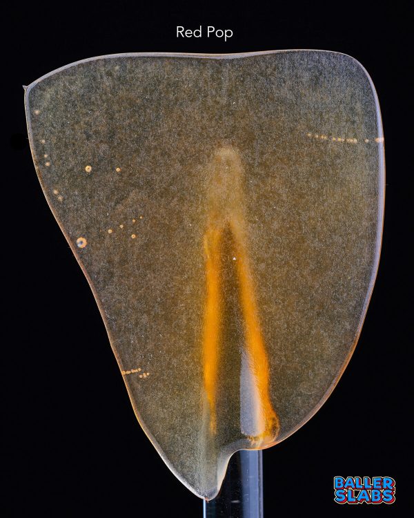 BALLER SLAB SHATTER – RED POP (5grams)