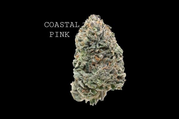 COASTAL PINK - ON SALE!!!