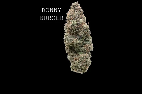DONNY BURGER - ON SALE!!!