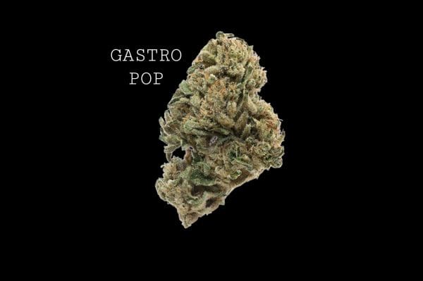 gastro-pop-1 GASTRO POP - ON SALE!!!