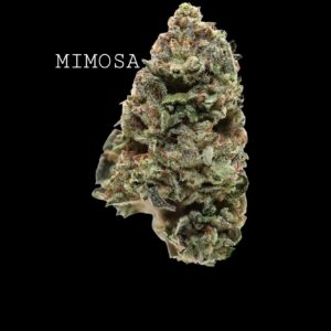 MIMOSA - ON SALE!!!