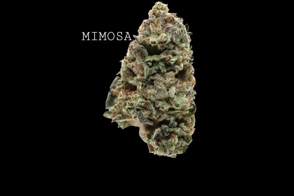 MIMOSA - ON SALE!!!