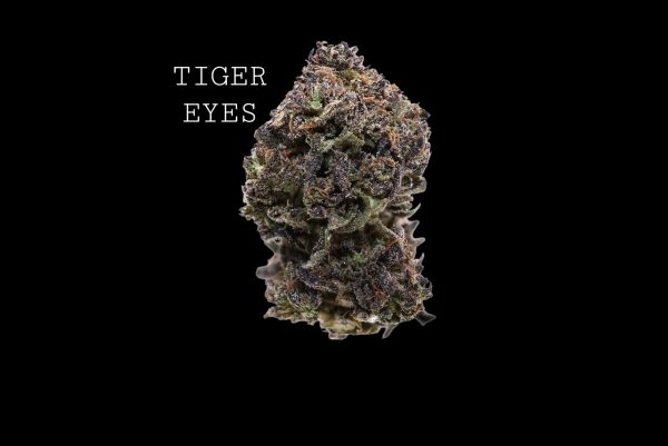 TIGER EYES - ON SALE!!!