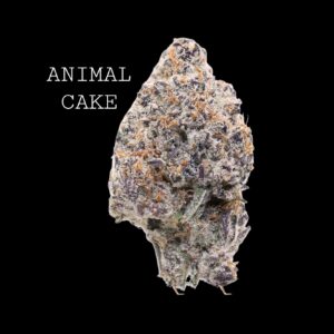 ANIMAL CAKE - ON SALE!!!