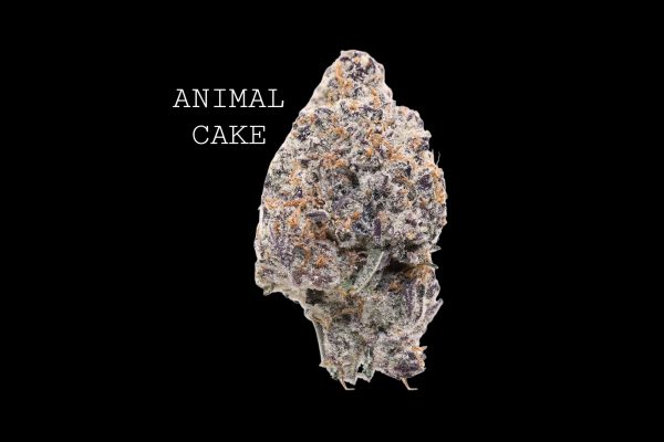 ANIMAL CAKE - ON SALE!!!