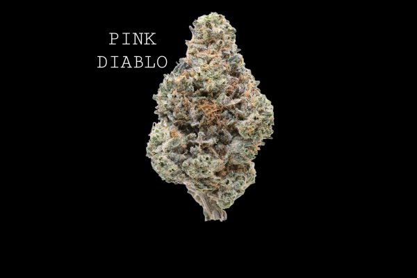 PINK DIABLO