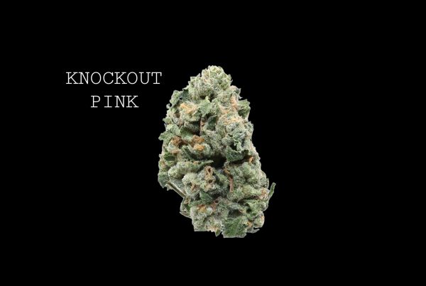KNOCKOUT PINK