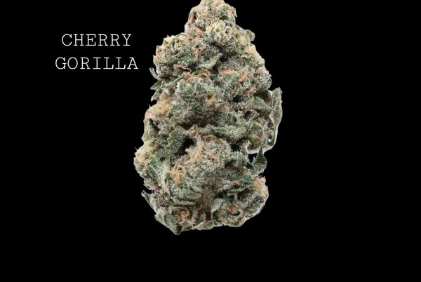CHERRY GORILLA
