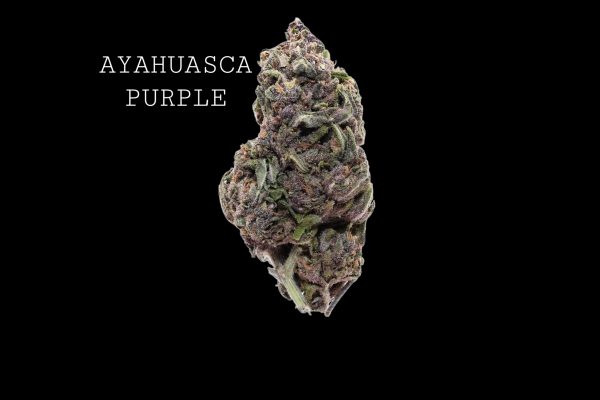 AYAHUASCA PURPLE - ON SALE!!!