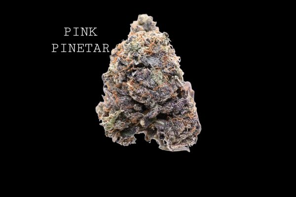 PINK PINETAR - ON SALE!!!