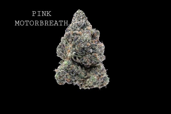 PINK MOTORBREATH - ON SALE!!!