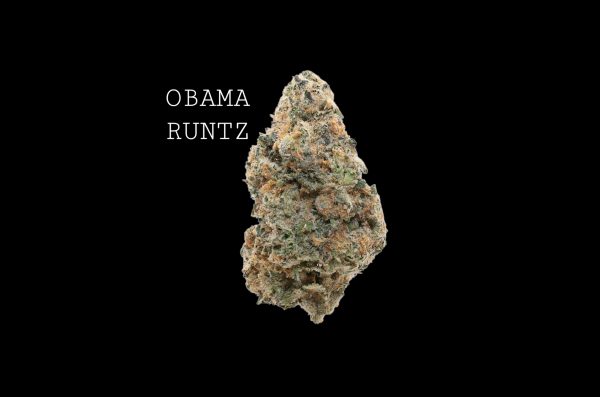 OBAMA RUNTZ