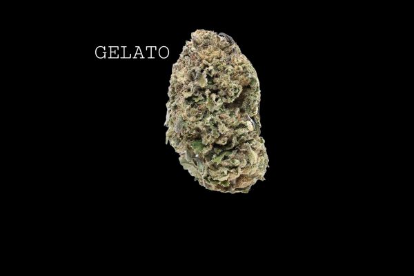 GELATO - ON SALE!!!