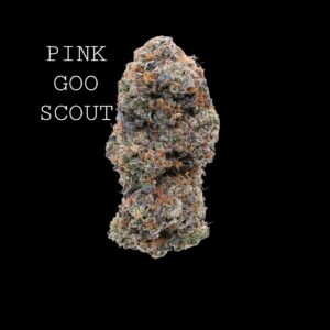 PINK GOO SCOUT