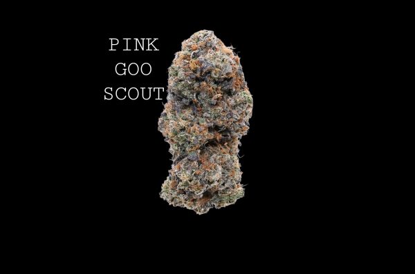 PINK GOO SCOUT