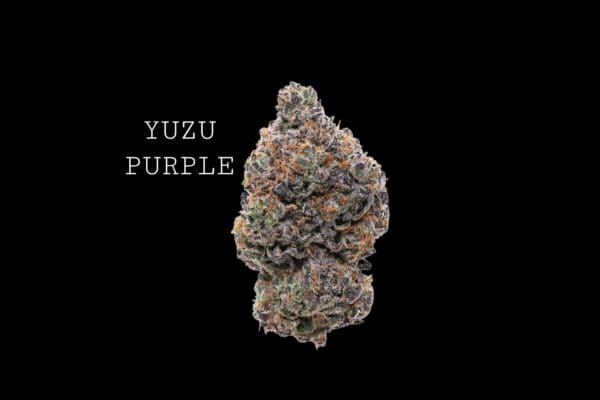 yuzu-purple-1 YUZU PURPLE
