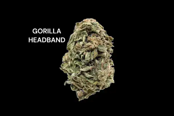 GORILLA HEADBAND