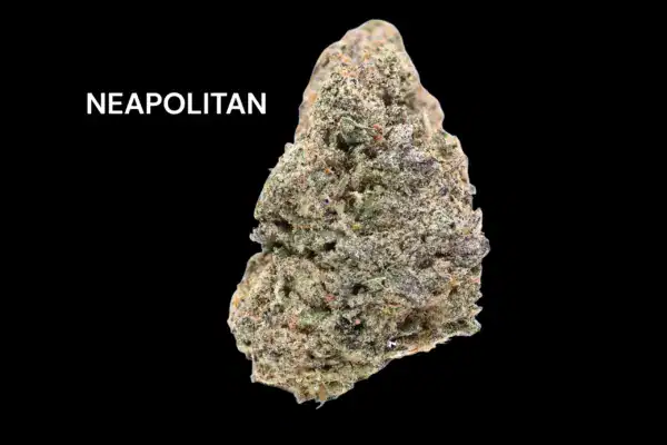 NEAPOLITAN