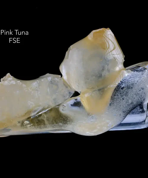 PINKTUNA-FSE